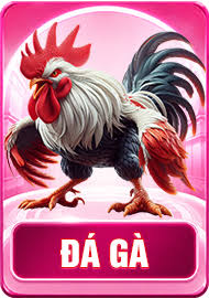 đá gà xx8